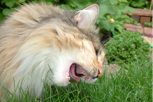 Saiba quais plantas tóxicas podem levar cães e gatos à morte